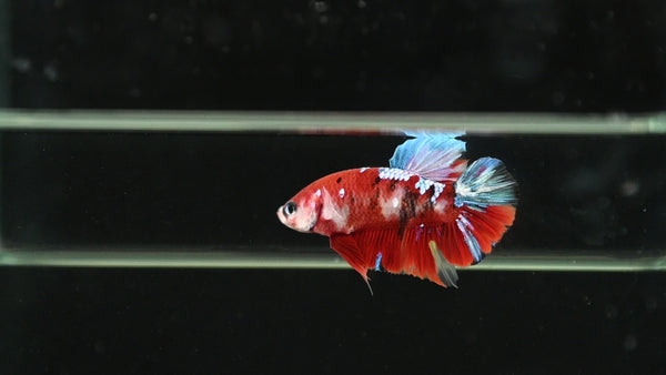 Show Grade Halfmoon Plakat Betta Fish | Premium Betta Fish For Sale