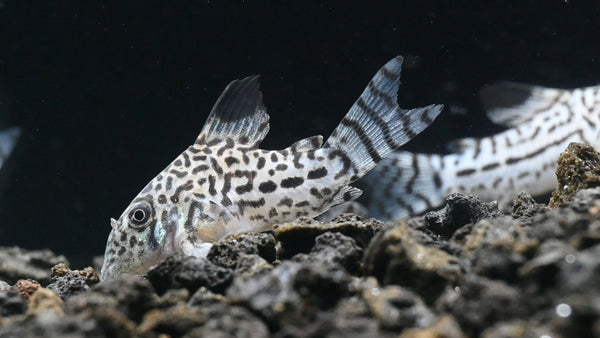 Julii Corydoras Catfish with Eco-Complete Substrate