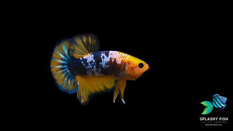 Show Grade Yellow Fancy Betta Fish For Sale | Betta fish yellow and blue