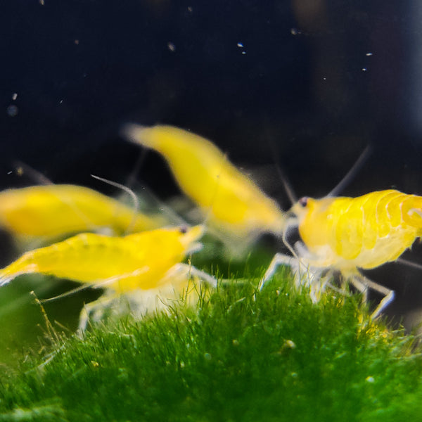 Yellow Neocaridina Shrimp with Marino Moss Ball | Live Aquarium Plants & Shrimps