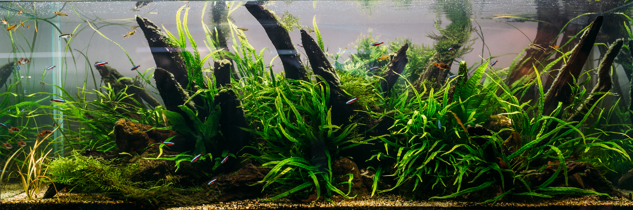 Challenges of keeping live plants in the aquarium