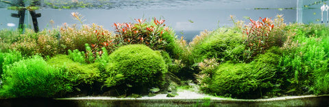 a Moss tank | Freshwater Plant |  Splashy Fish | 