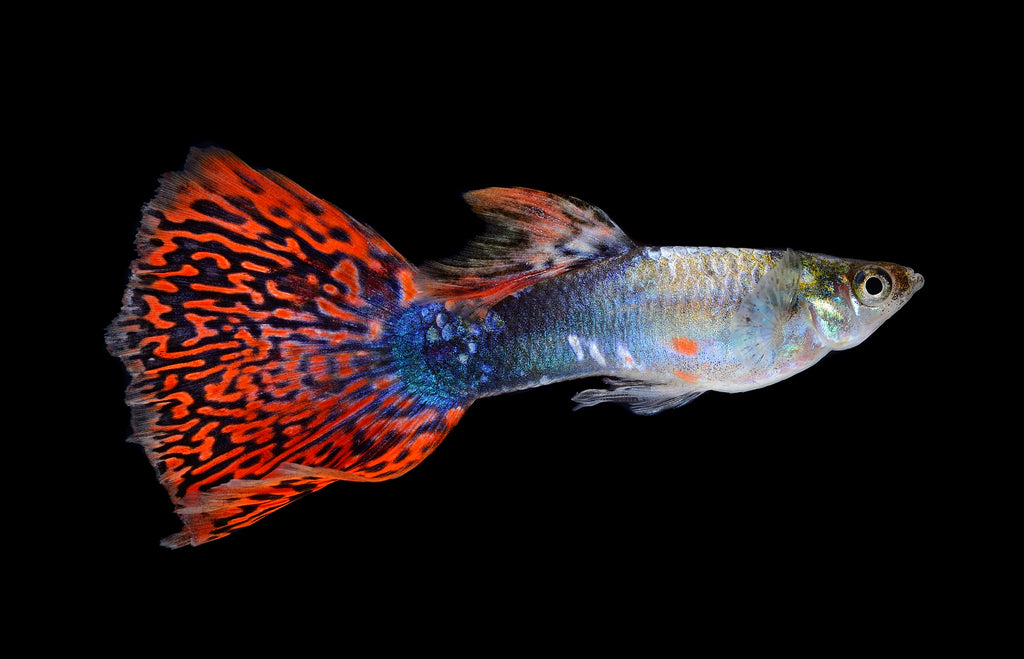 Mosaic Fancy Guppy Fish for sale | Live Aquarium Fish | Splashy Fish