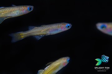 Rainbowfish | a Gertrude Spotted Blue Eye | splashy fish