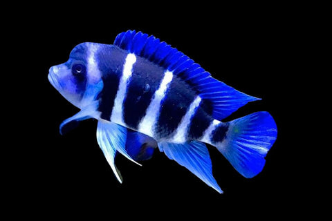 Zaire Blue frontosa | splashy fish