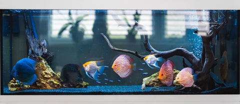 Discus Fish in Planted Aquarium Tank | Splashy Fish