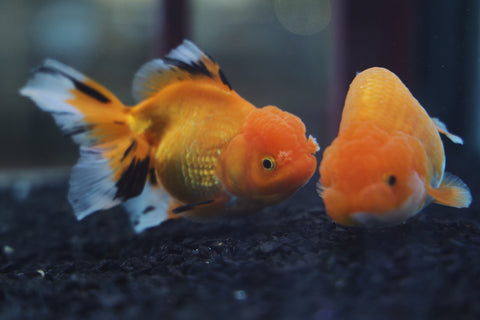 5 top lives plants for gold fish