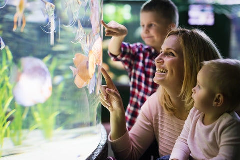 How to make Fish tank entertain for kids?