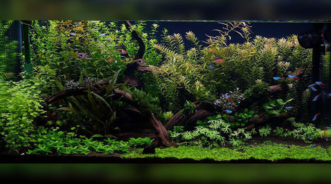 Image of a heavily planted tank