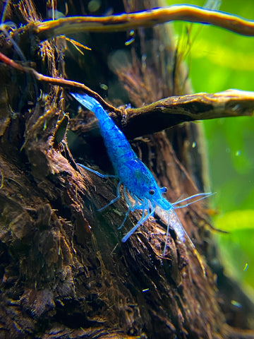 Blue Velvet Shrimp | Neocaridina Shrimp | Care Guide Splashy Fish 