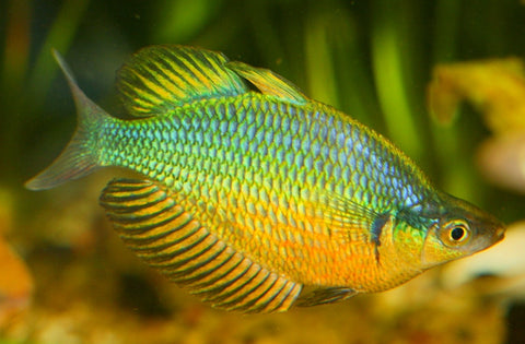 Sepik rainbow fish | splashy fish