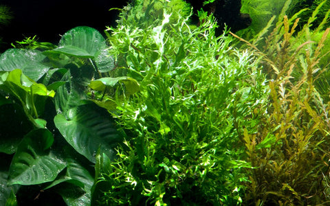 Windelov Java Fern | Splashy Fish Store