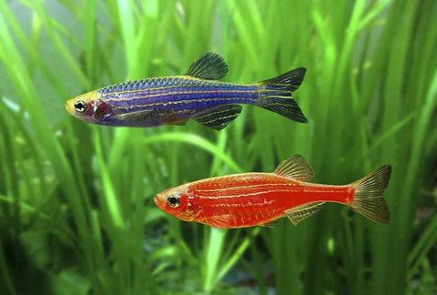 Zebra Danio For Sale | Splashy Fish