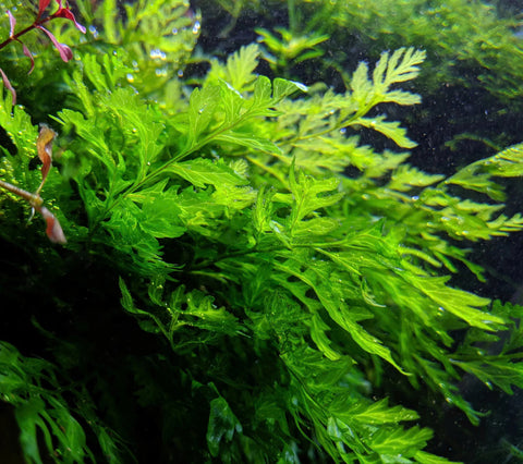 Bolbitis heudelotii For Sale | Splashy Fish