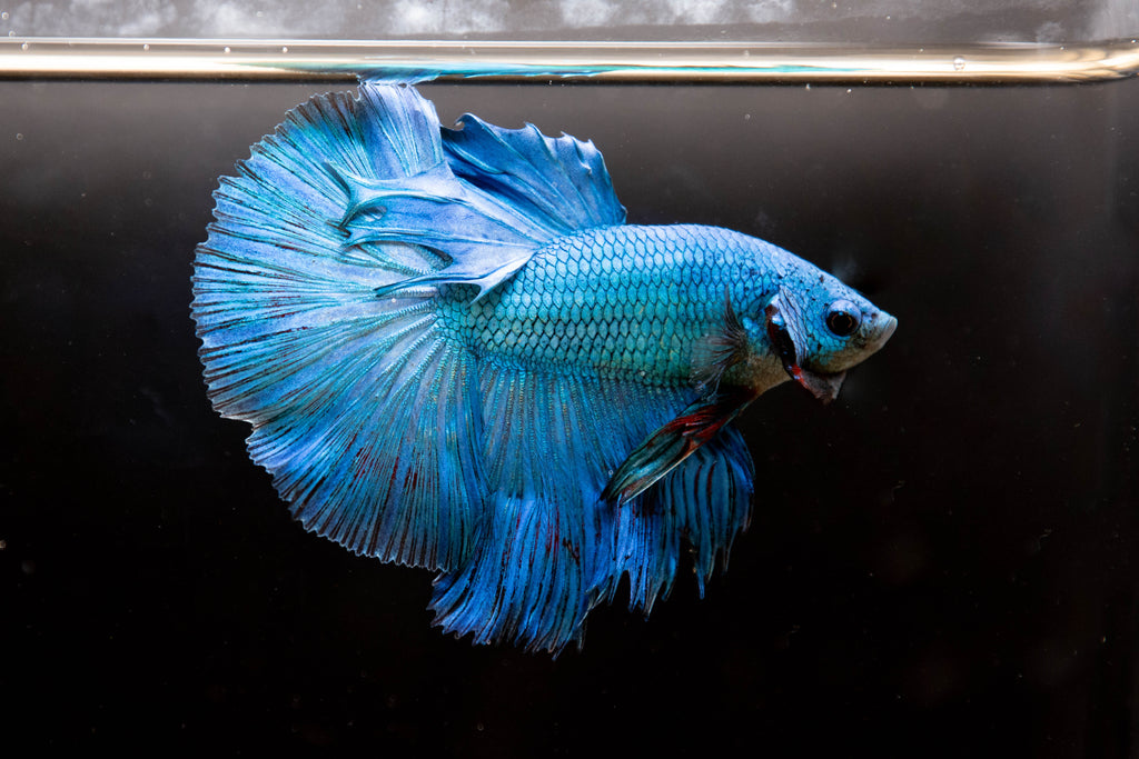 Betta Aquarium Supplies You Will Need