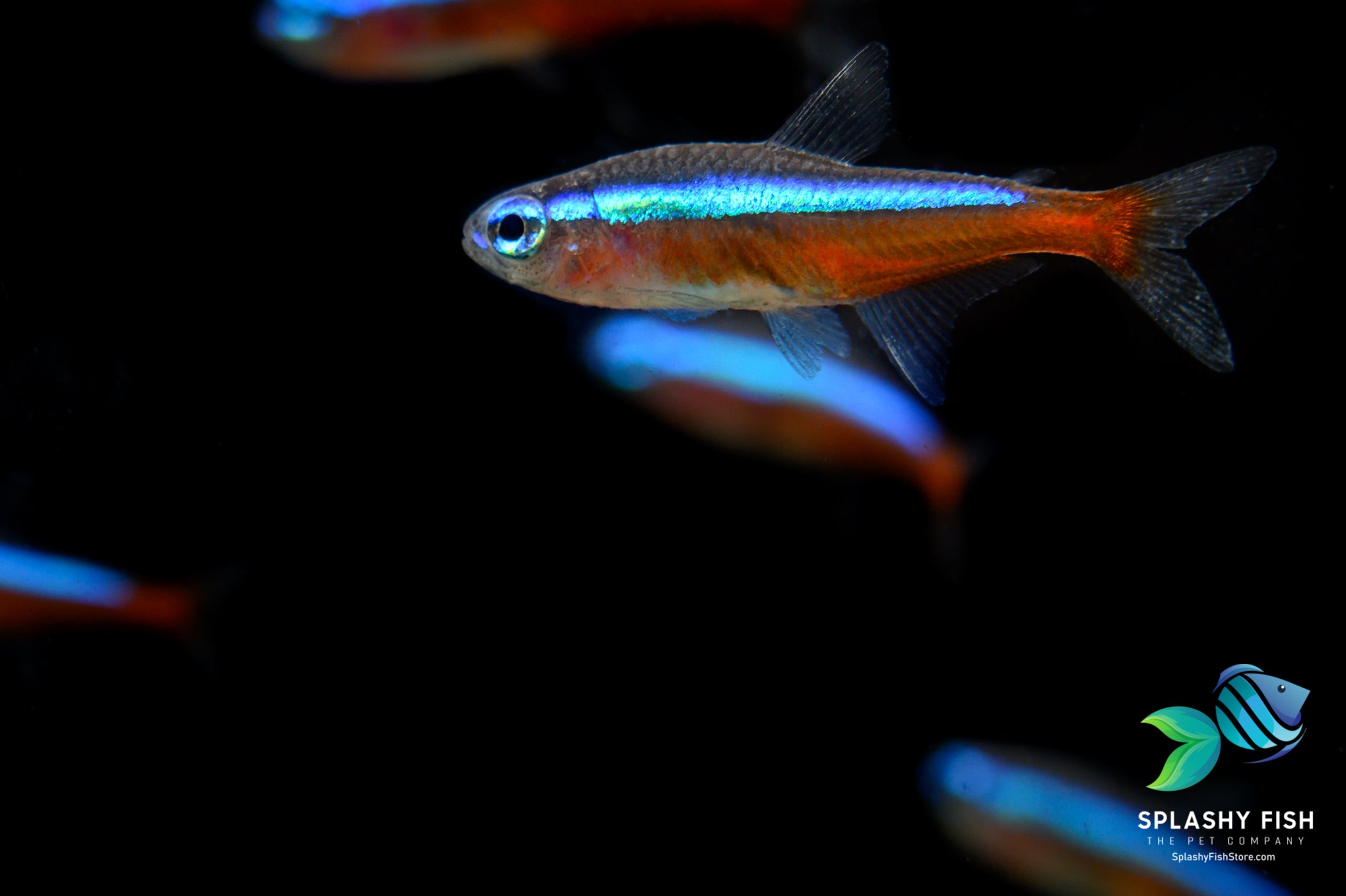 Neon Tetra Care: Expert Guide For Aquarists