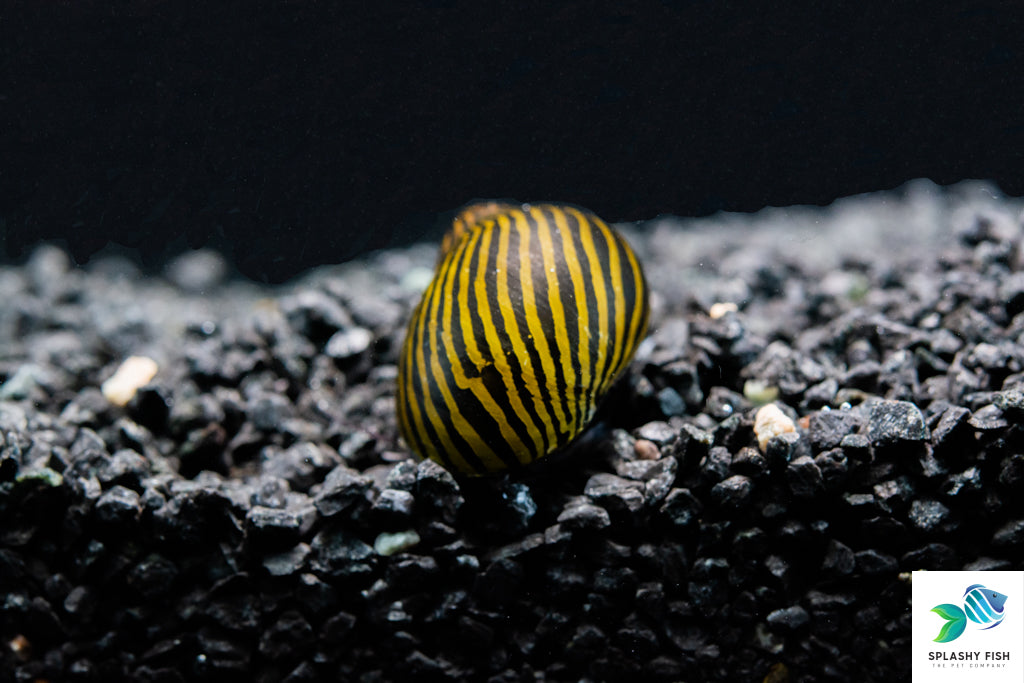 Red Spotted Nerite Snail - Riverpark Aquatics