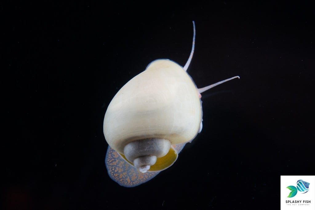 ivory mystery snail