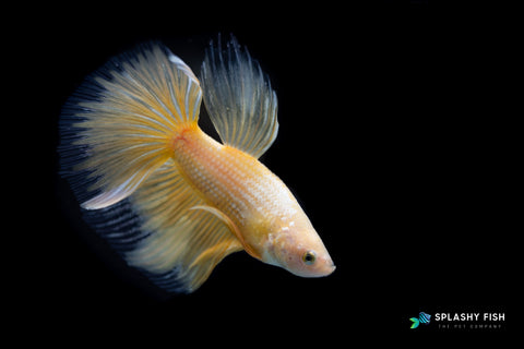 Yellow Halfmoon Betta Fish