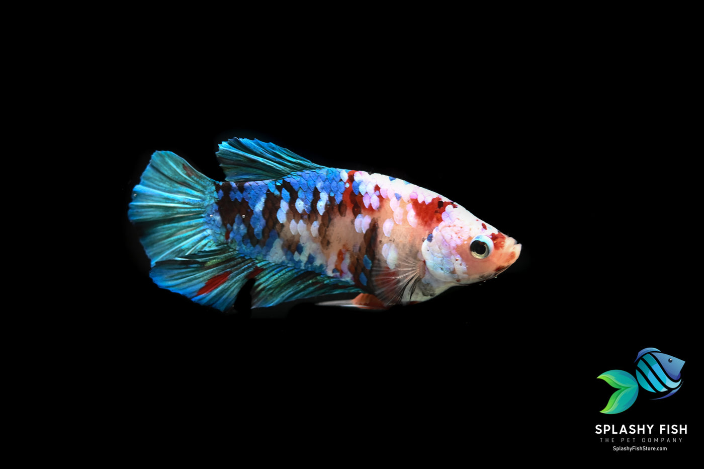 female koi betta fish for sale