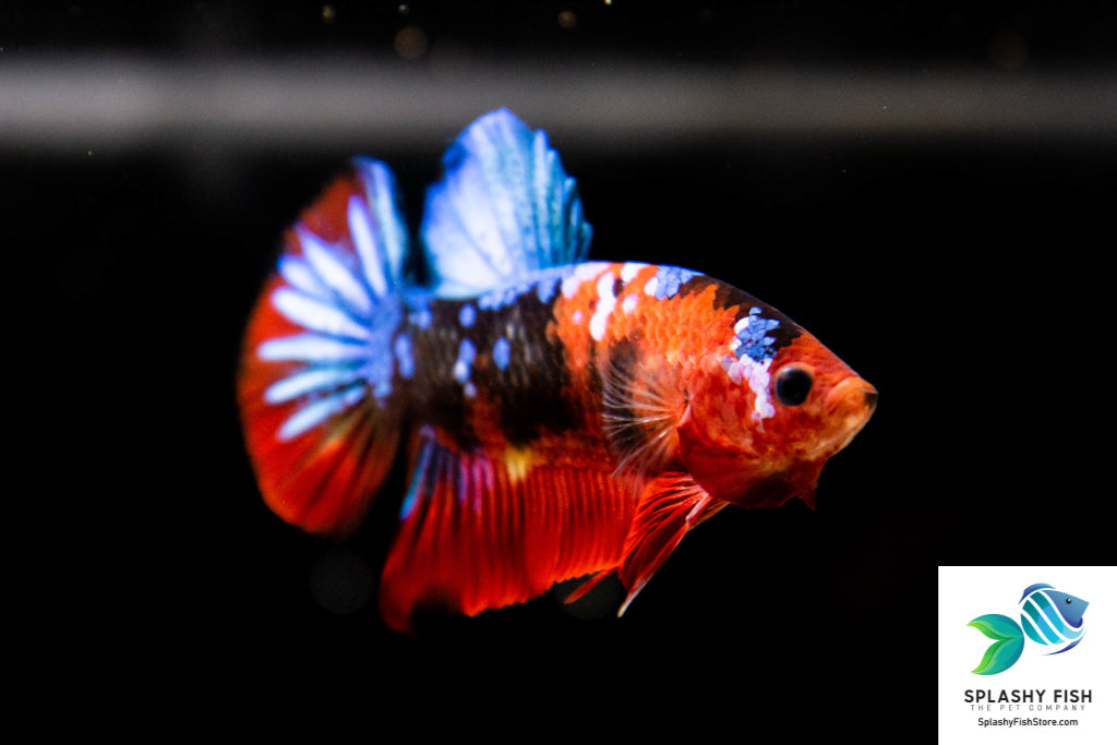 Koi Betta Fish: Care Guide, Varieties & Lifespan (With Pictures)