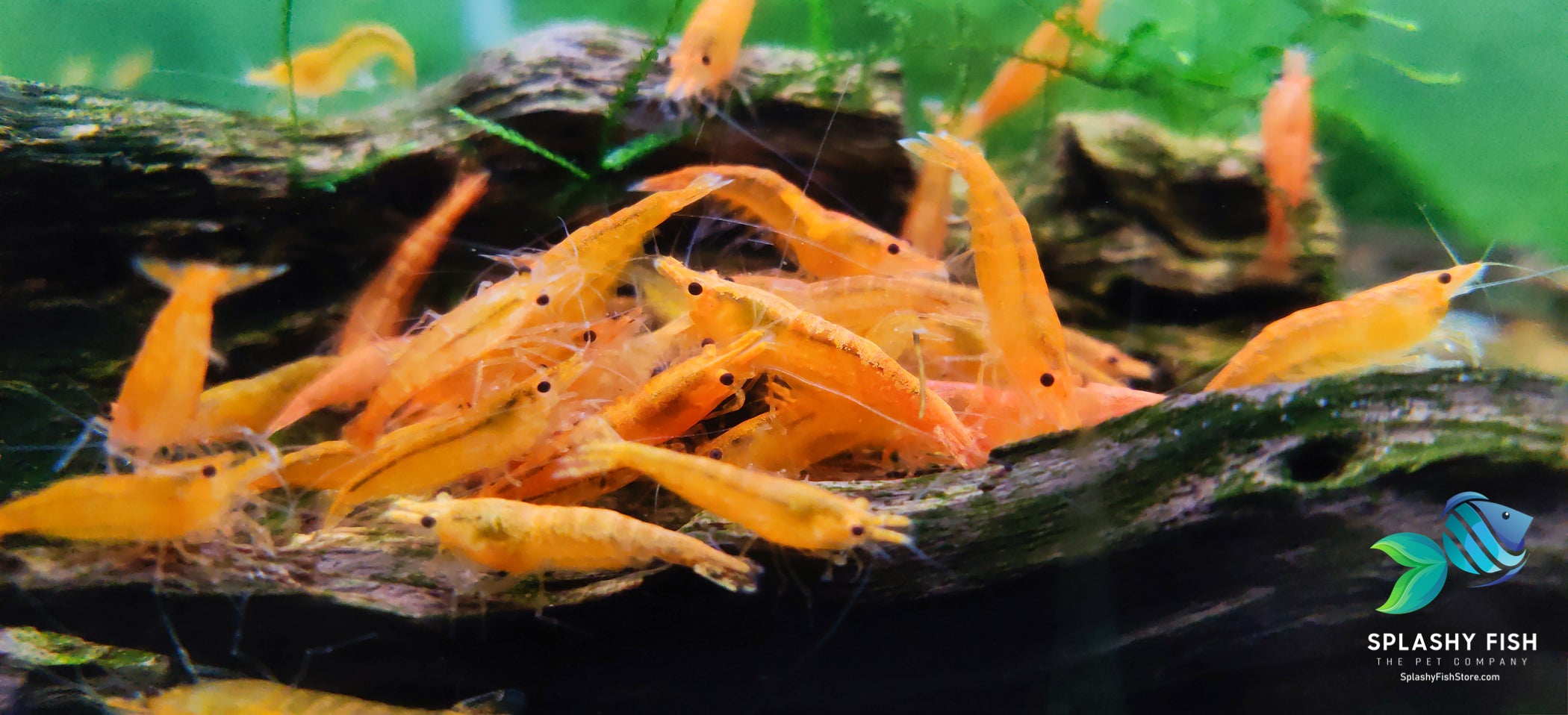 🦐 x100 Live FRESHWATER Ghost Glass Grass Pond AQUARIUM SHRIMP