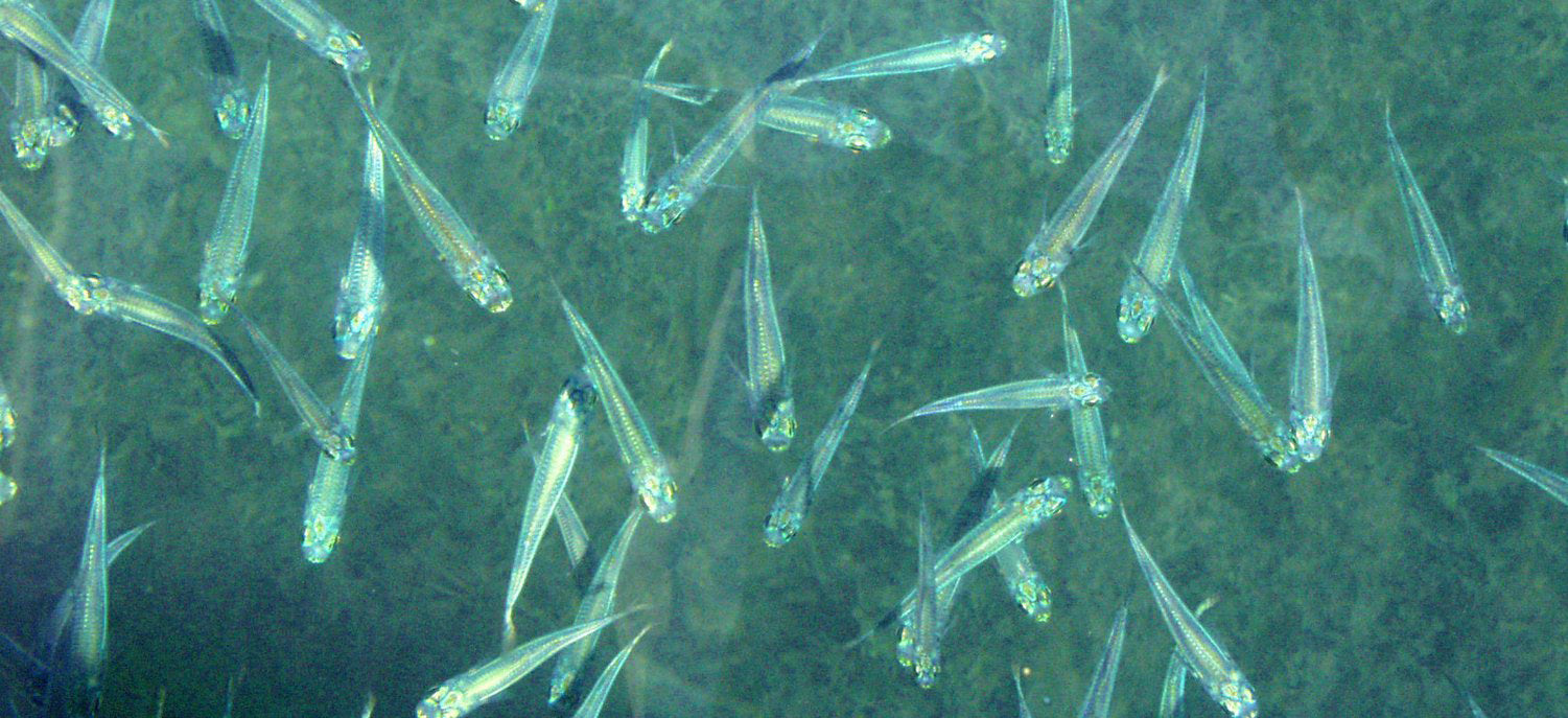 minnows in water
