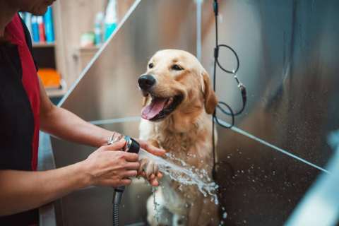Home Dog Wash