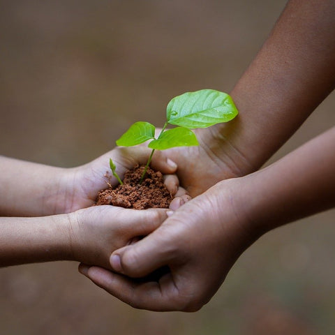Vier Hände halten einen Pflanzensetzling - Symbol Nachhaltigkeit