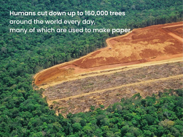 Up to 160,000 trees are cut down every day to make paper and other paper products
