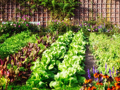 Growing vegetables and fruits is healthier, organic, and reduces your household costs
