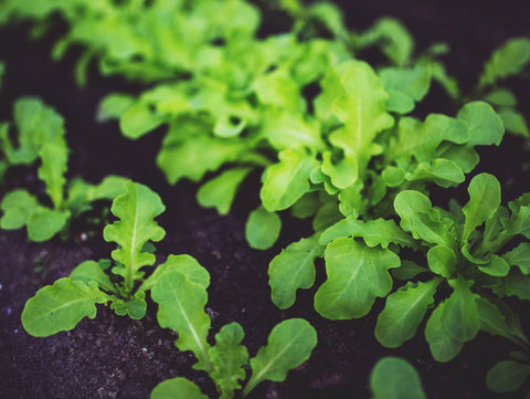 Compost not only reduces waste but we can reap benefits for our vegetable garden.