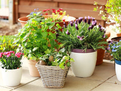 Instead of giving flowers for Valentine's Day, opt for live potted plants that will continue to give flowers
