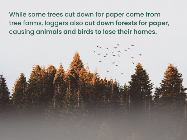 Trees cut down results in animals and birds losing their habitats