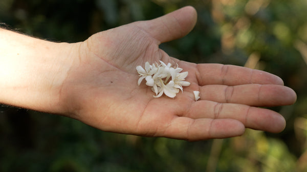 Coffee Flowers in the hand of a man in Northern Thailand