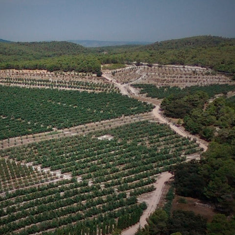 AGRICULTURA INTEGRADA EN LA FINCA TORREVELLA