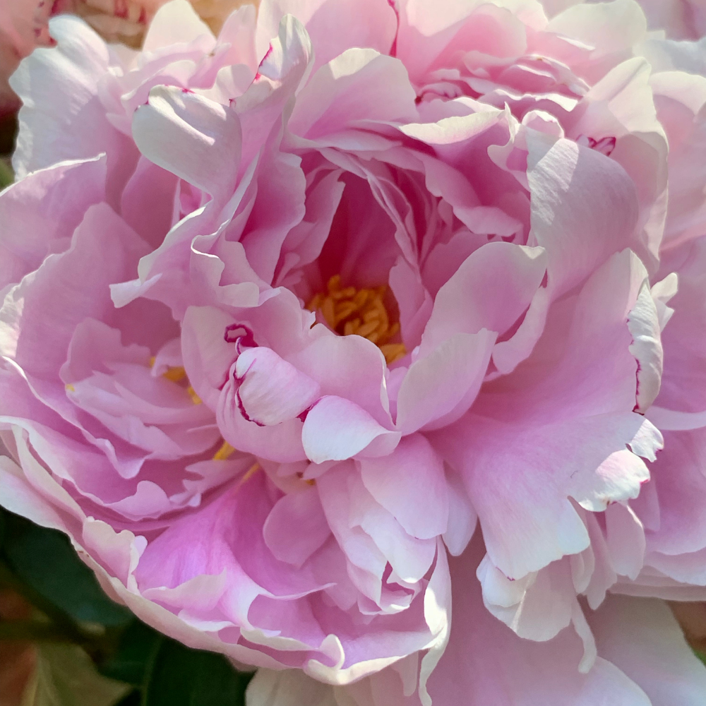 Sorbet Peony Paint By Number Fiori Florals