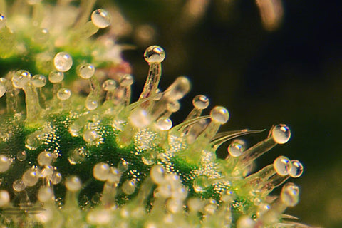 Trichomes