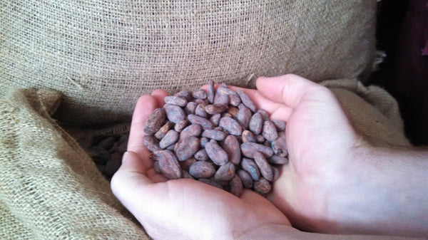 a hand full of cacao beans