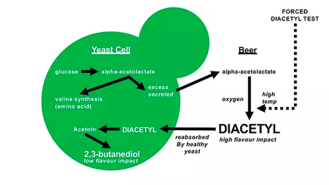 diagram of diacetyl formation by beer yeasts