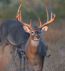 The Scoring & Field-Judging of the White-tailed Buck