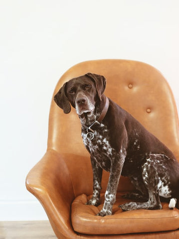 Dog on leather chair