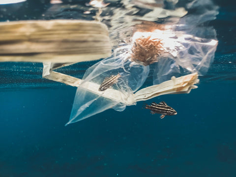 A picture of a plastic bag floating in the ocean with a fish trapped in it. Next to it, there's another fish and more plasic debris. 