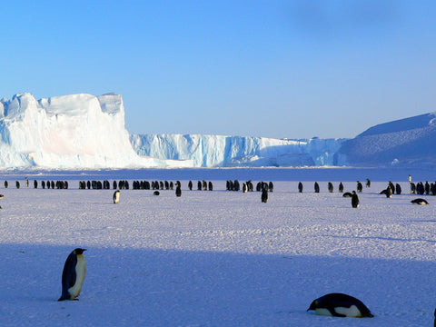 Penguins standing on Antarctic ice with huge glaciers on the background