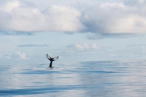 A whale's tail is seen on the surface of the ocean with clouds on the blue sky