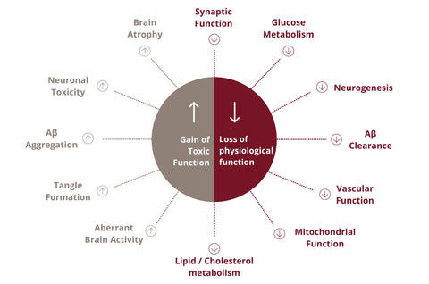 ApoE4 and the Brain