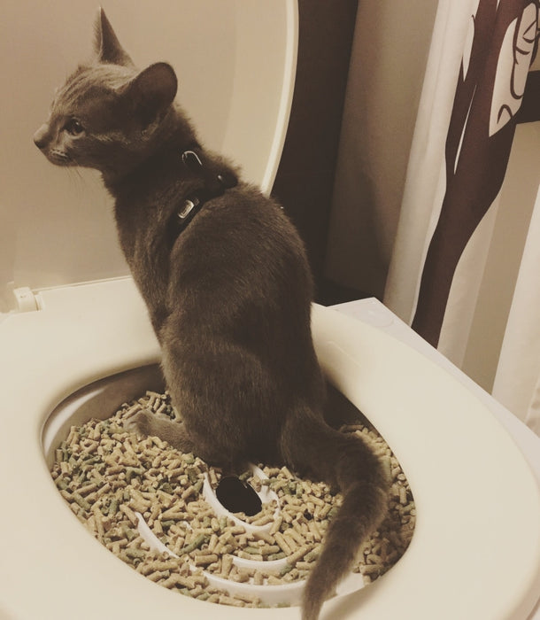 cat toilet training