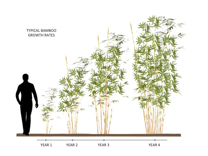 How fast will my bamboo grow? — Bamboo World Nursery