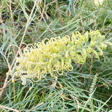 Grevillea Moonlight