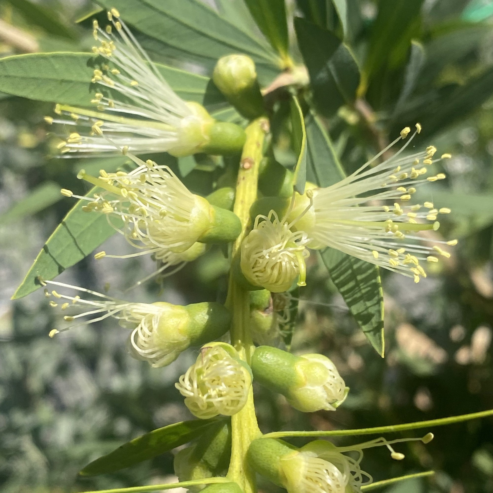 Callistemon Cameo Pink - Call. salignus hybrid - Australian Native Plant